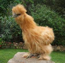 La Moroseta Nana Caratteristiche E Curiosita Razze Di Polli Galline Animali