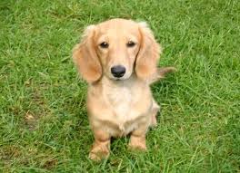 A Long Haired English Cream Miniature Dachshund Dapple Dachshund Dachshund Puppy Long Haired Cream Dachshund