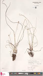 Image result for Enteropogon monostachyos