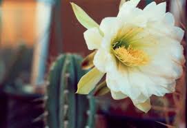 ¿qué necesidades de luz tiene? Cactus San Pedro Mescalina Natural Ii