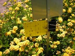 Check spelling or type a new query. Integrated Approach To Greenhouse Pest Control Harris County Horticulture Blog