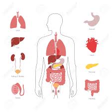 Females have larger adrenal and the left ventricle is the thickest of the 4 chambers in the heart, and is responsible for pumping oxygenated blood to the tissues of the entire body. Vector Isolated Illustration Of Human Internal Organs In Male Royalty Free Cliparts Vectors And Stock Illustration Image 123970438