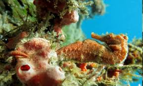 Or 4 payments of $10.00 with. Champagne Beach Seahorse Picture Of Dive Dominica Tripadvisor