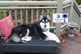 Monterey The Malamute Pet Sitting Services Pet Sitters Dog Walking