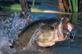Keys to Largemouth Bass Fishing | Bass Pro Shops