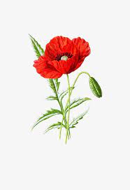 Poppies Poppy Flower Flowering Png Transparent Clipart Image And Psd File For Free Download Flower Clipart Digital Flowers Poppy Flower