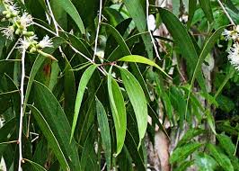 Image result for Melaleuca leucadendron
