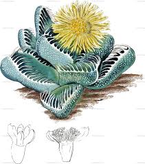 Image result for Aizoaceae