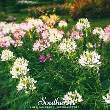 Image result for Cleome macrophylla