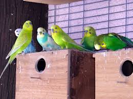 budgerigar colour genetics wikipedia