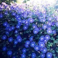 My Favorite Heavenly Blue Morning Glories Blue Morning Glory Morning Glory Flowers Morning Glory