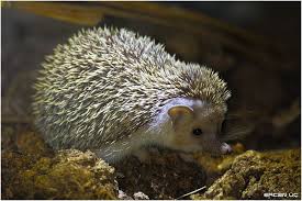 Fotogaleri Hedgehog Pet Hedgehog Hedgy