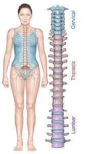 Muscles transfer force to bones through tendons. Anatomy Of The Spine Redlands Loma Linda Highland Bones And Spine Surgery Inc