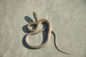 Garter snakes are harmless, very common and feed on slugs, leeches, insects and small rodents in north american gardens. Incredibly Useful Tips To Identify A Garter Garden Snake Animal Sake