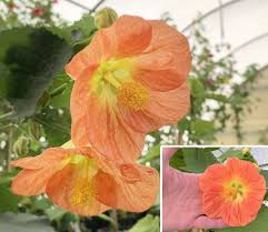 Image result for Abutilon grantii