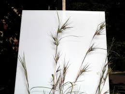 Image result for Themeda triandra
