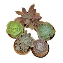 Check spelling or type a new query. Echeveria Marvel Combo Pack Of 5 Live Plant 3 Color Pot Echeveria Glauca Shavian Fred Ives Green Spoon And Scheideckeria Myplantmytaste