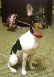 Black And Brown Rat Terrier Chihuahua Mix Rat Terrier Information And Pictures Rat Terriers Feists Rat Terrier Dogs Rat Terriers Rat Terrier Puppies
