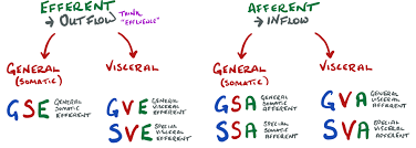 Check spelling or type a new query. Efferent And Afferent Cranial Nerve Pathways Rmacd Com