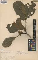 Image result for Diospyros kirkii