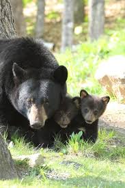 Duane Cross Pics Photography Inspired By New Hampshire Nature Moose Pictures Animals Wild Animals