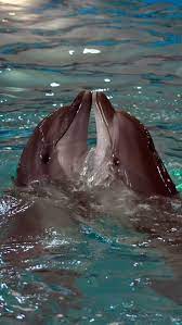 Beautiful Sealife Sealife Beautiful Tiere Beautiful Sealife Tiere Underwater Animals Ocean Animals Ocean Creatures