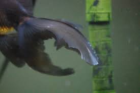 Mucormycosis, also called black fungus, typically strikes people with weakened immune systems , such as those with diabetes and the infection is caused by a group of molds called mucormycetes, which grow in soil and decaying organic matter. Sick Black Moor Album On Imgur