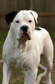 This dog is goofy and stubborn, and he loves to play. American Bulldog Training Secrets Of A Good Bulldog American Bulldog Bulldog Puppies Bulldog Training