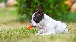 Dogs will eat carrots with very little prompting, and they are safe for dogs to eat. Can Dogs Eat Vegetables The Answers From Asparagus To Zucchini