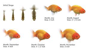 Image Result For Goldfish Size Chart Oranda Goldfish