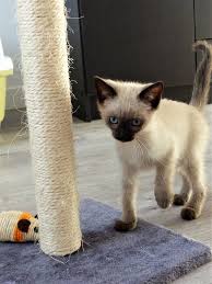 Encore Une Chatonne Orpheline Sky Pas De Chat Sans Toit