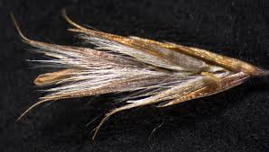 Image result for Neyraudia arundinacea