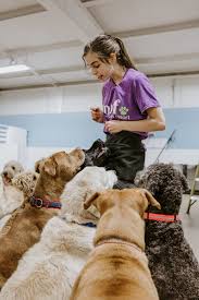 Take a job at a destination resort and you'll be the envy of your friends and family. Woof Pet Resort Dog Daycare Boarding And Grooming In Shrewsbury Ma
