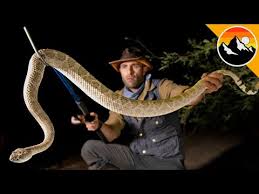 Snake, any of more than 3,400 species of reptiles distinguished by their limbless condition and greatly elongated body and tail. Did I Catch The Deadliest Snake In America Youtube