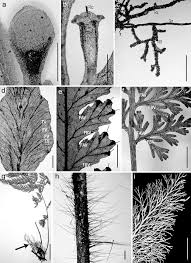 Image result for Hymenophyllum triangulare