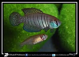 Image result for Austrosynotis