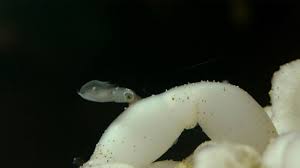 Maybe you would like to learn more about one of these? Baby Squid Caught Hatching From Eggs Youtube