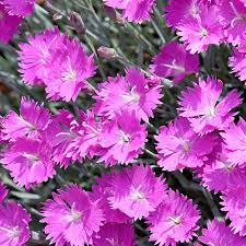 Each of the 5 petals have serrated edges, looking as if they have been trimmed with pinking shears, hence the common name 'pinks'. Firewitch Garden Pinks Dianthus Firewitch High Country Gardens