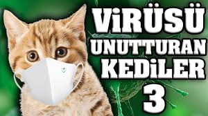 Virusu Unutturacak Konusan Kediler 3 En Komik Kedi Videolari Youtube