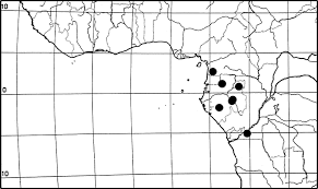 Image result for Pachylobus osika