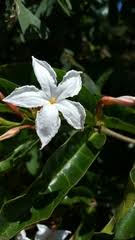 Image result for Pseudocalyx saccatus