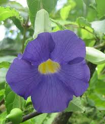 Image result for Acanthaceae