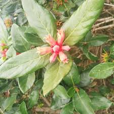 Image result for Burchellia