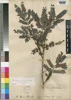 Image result for Macphersonia