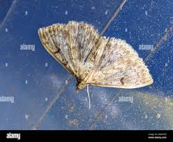 Image result for Anania perlucidalis