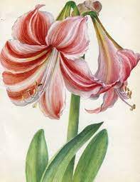 Pin On Botanical Prints