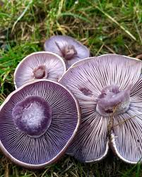 Pin On Mushrooms A Fantastic World