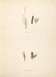 Image result for Microchloa