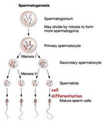 Pada awal meiosis i, nukleus membesar. Pembelahan Meiosis Pengertian Tujuan Ciri Perbedaan Gambar