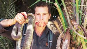 Domesticated bactrian and dromedary camels are classified as camelus bactrianus and c as mentioned in previous answers, the dromedary is a camel; Top 10 Insane Bear Grylls Moments Geeks